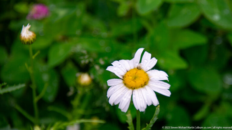 Single white oxeye daisy with yellow center against blurred green foliage.