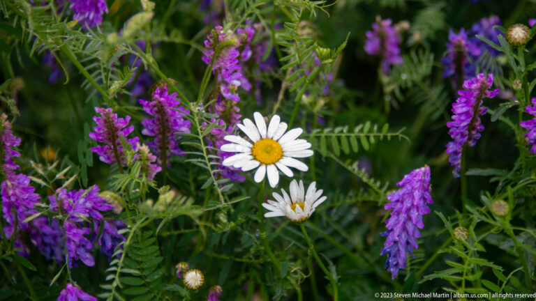 Purple vetch flowers surrounding two white oxeye daisies in dense green meadow vegetation.