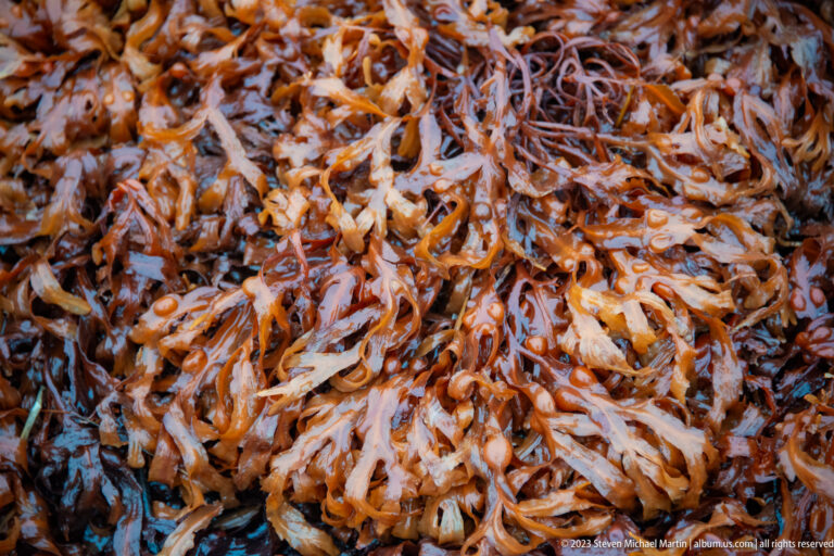 Close-up of tangled wet brown and reddish seaweed blades covering the shore.