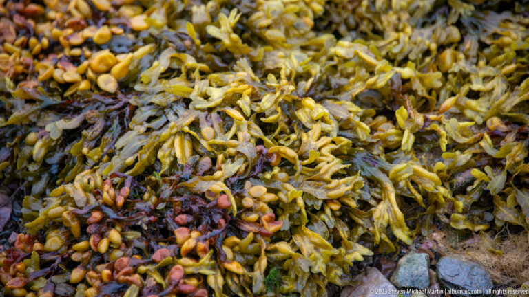 Dense mat of olive and golden-brown branching seaweed with small swollen tips.