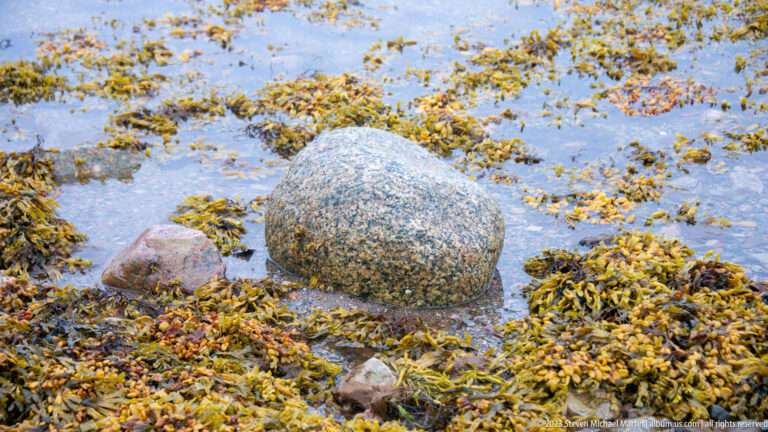Rounded speckled boulder and smaller stones surrounded by brown seaweed in shallow tidal water.