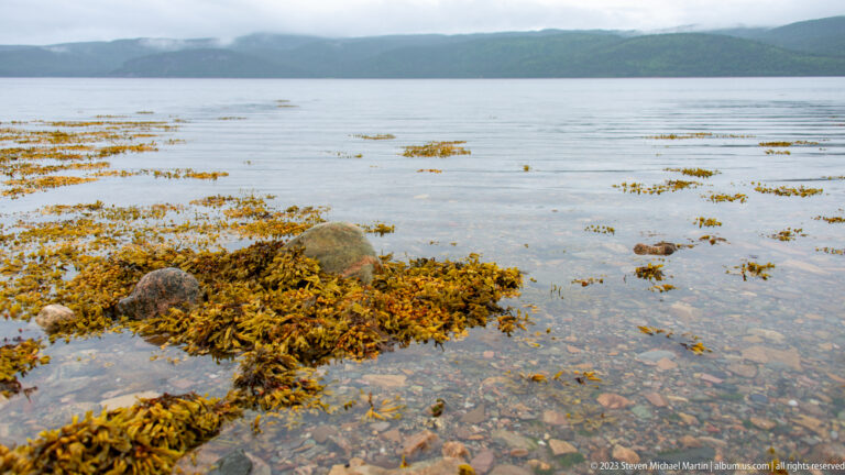 Brown seaweed covering low rocks in shallow clear water with a green ridge across the inlet.