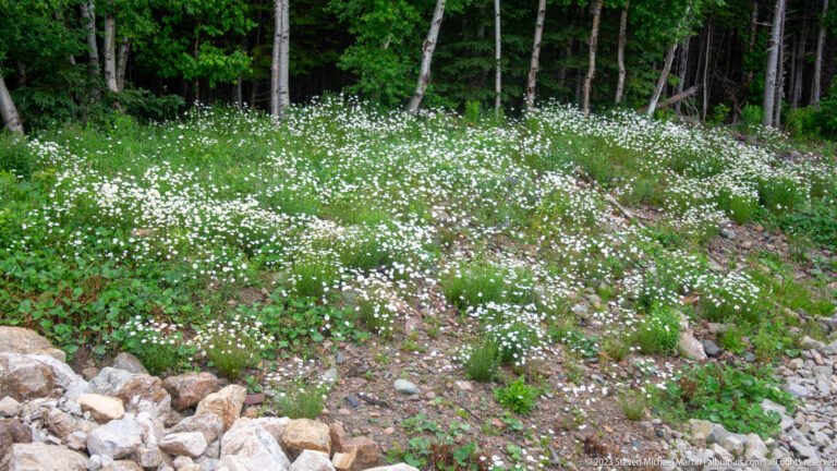 Dense patch of small white wildflowers covering a rocky green slope beneath trees at the forest edge.