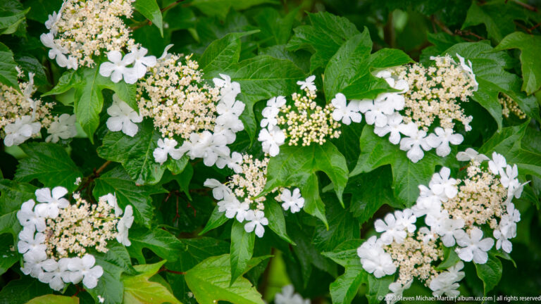 Close view of a shrub with broad lobed green leaves and many rounded clusters of white flowers.