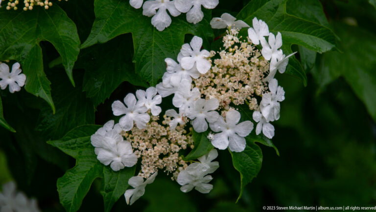 Close-up of a white flower cluster surrounded by dark green lobed leaves on a flowering shrub.
