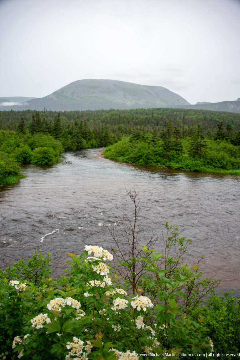 Wide river flowing past low green shrubs, with white flowers in the foreground and a rounded mountain ridge beyond.