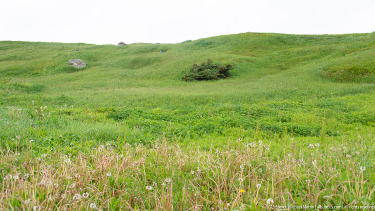 Rolling green hillside with tall foreground grasses, scattered rocks, wildflowers, and low wind-shaped shrubs under a pale sky.