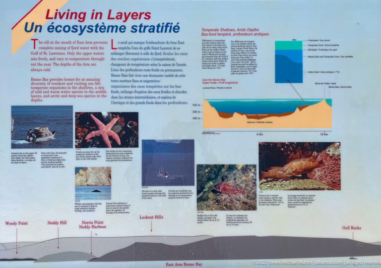 Interpretive panel with marine-animal photographs and a colored cross-section showing layered water in East Arm Bonne Bay.