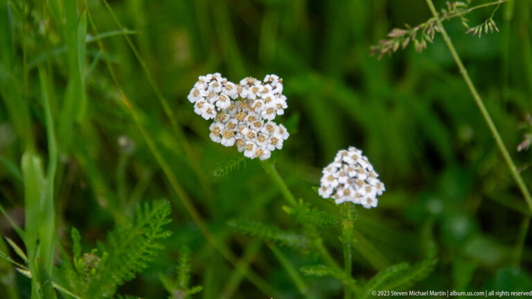 White yarrow flower clusters above finely divided green leaves in a grassy meadow.