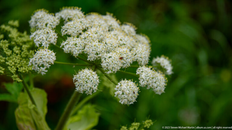 Close view of several rounded white flower umbels on green stems against a softly blurred leafy background.