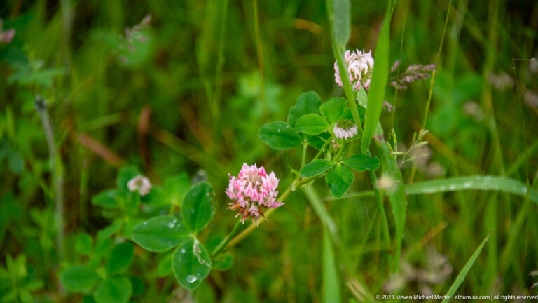 Pink red-clover flower with three-part leaves and water droplets among tall green grass.