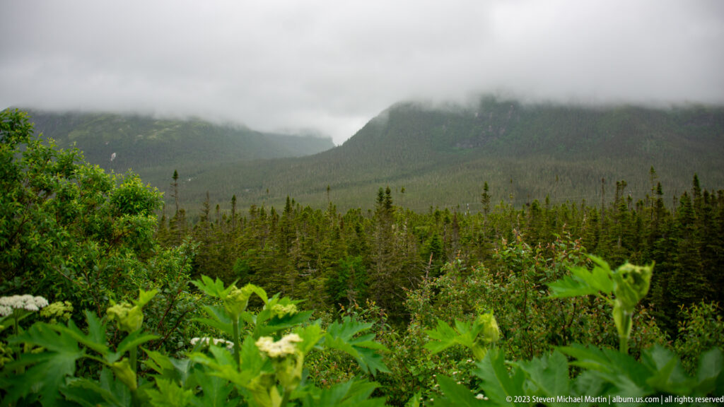 Wet meadow and conifer forest below a steep mountain ridge partly hidden by low cloud.