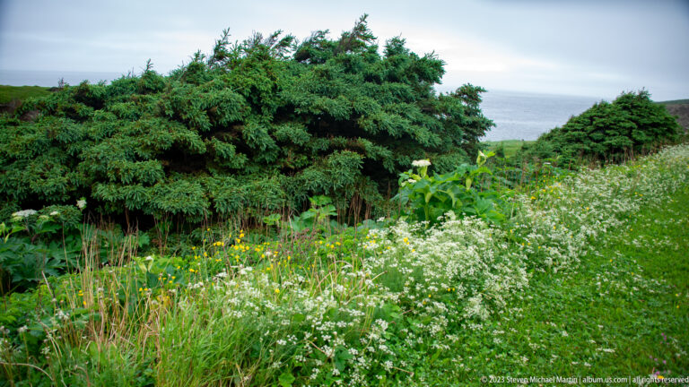 White wildflowers and tall grasses beside dense spruce, with a narrow view of gray sea in the background.
