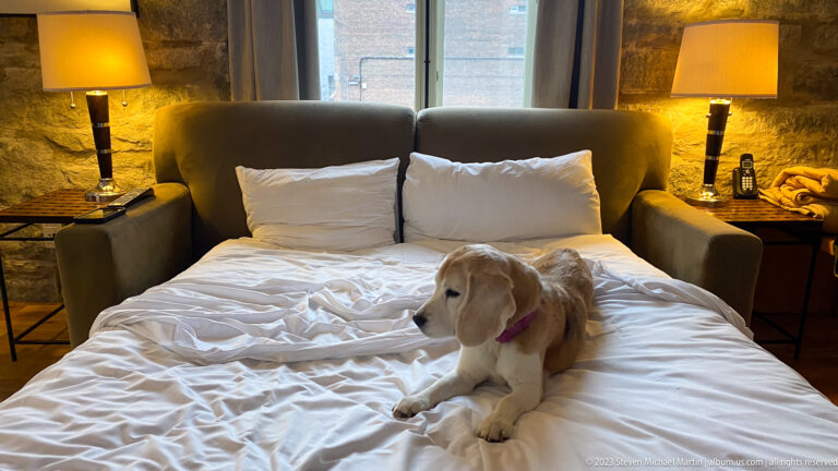 Light-colored dog resting on a rumpled white bed between two bedside lamps in a warmly lit stone-walled room.
