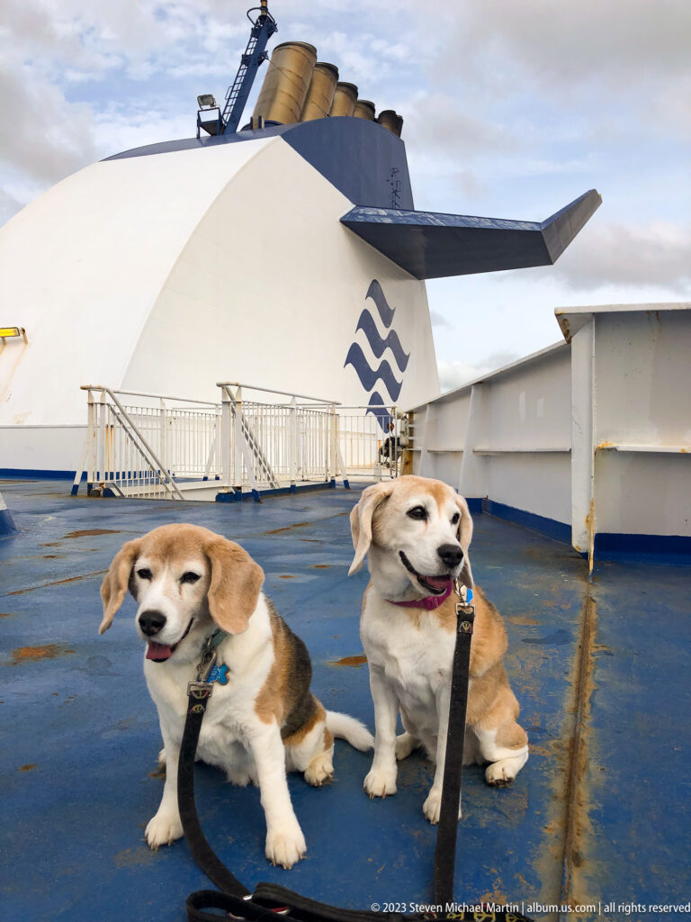 Two beagles sit side by side on a ferry's blue upper deck with a large white Marine Atlantic funnel behind them.