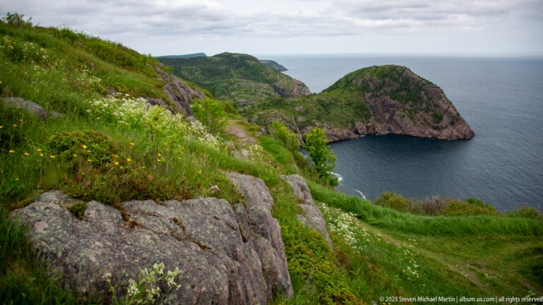 Wildflower-covered rocky slope descends toward a rounded headland and dark Atlantic cove near Signal Hill.