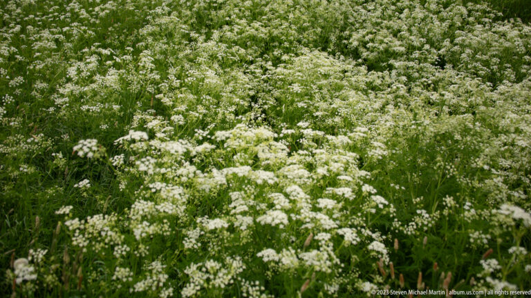 Dense meadow of small white flowering plants and green grasses covering a slope on Signal Hill.