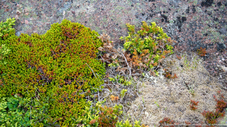 Close view of low green and reddish heath vegetation, pale lichen, and small shrubs growing over rock at Cape Spear.