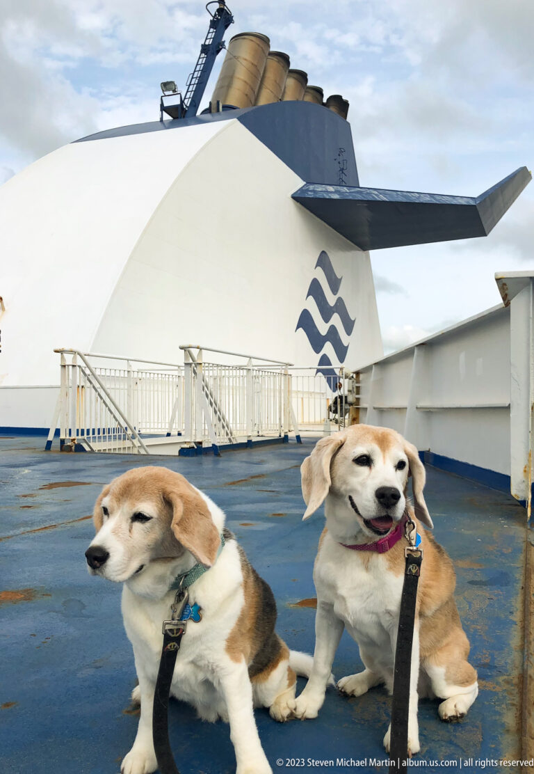 Two leashed beagles sit on a blue ferry deck beneath a white funnel marked with the Marine Atlantic wave logo.