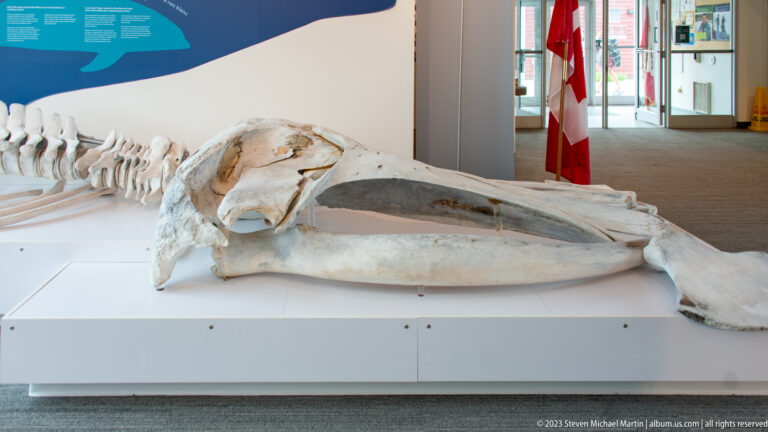 Large whale skull with long rostrum displayed on a white platform, with vertebrae extending behind it.