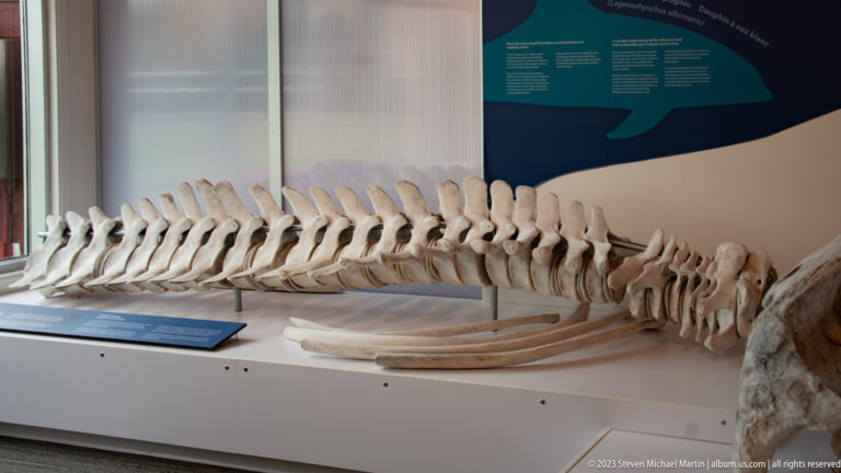Side view of whale vertebral column and curved ribs mounted in a visitor-centre exhibit.
