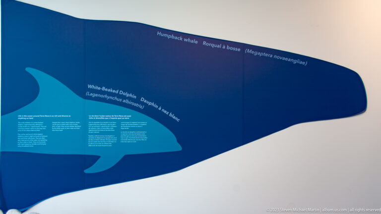 Blue silhouette comparison panel labeling a humpback whale and white-beaked dolphin in English and French.