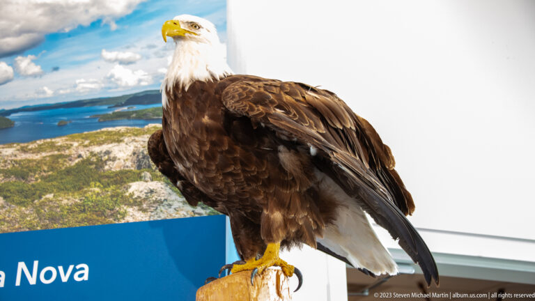 Mounted bald eagle in profile with white head, brown body, yellow bill, and yellow feet.
