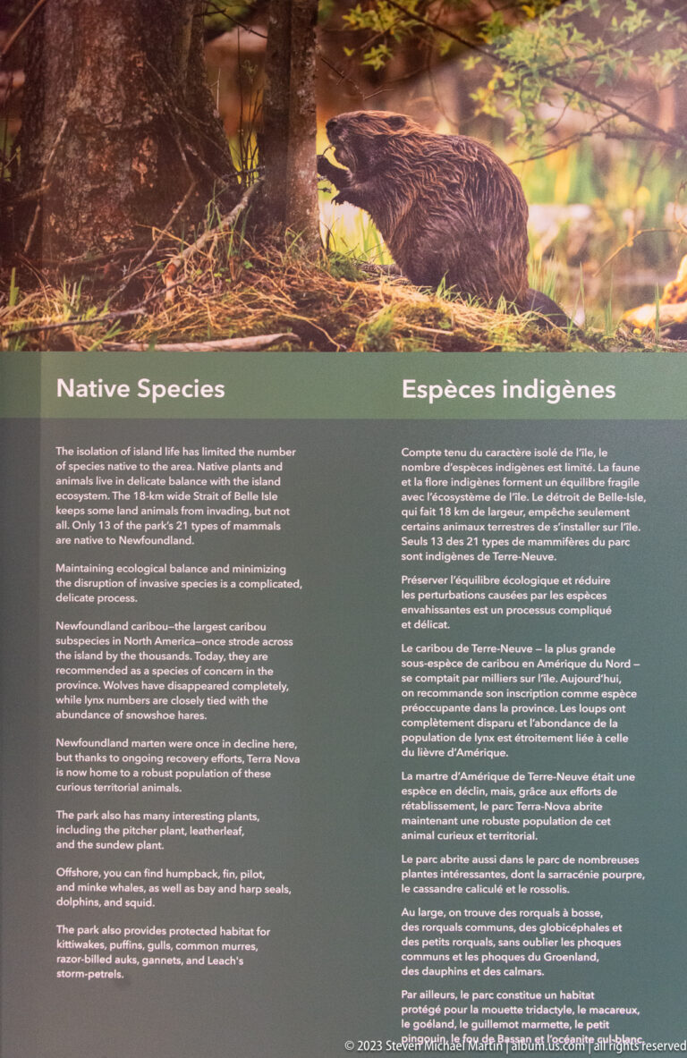 Bilingual 'Native Species' exhibit panel with forest wildlife photograph and explanatory text.
