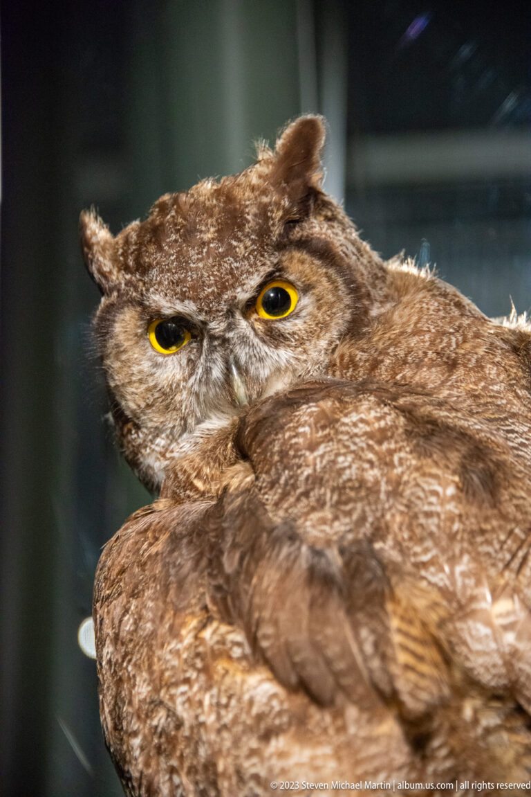 Close view of mounted great horned owl with ear tufts, mottled brown plumage, and yellow eyes.