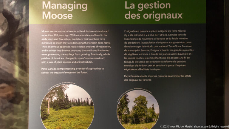 Bilingual panel about managing introduced moose, with text and circular photographs of forest vegetation.