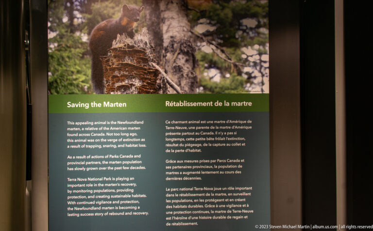 Bilingual 'Saving the Marten' panel with a large forest photograph of an American marten.