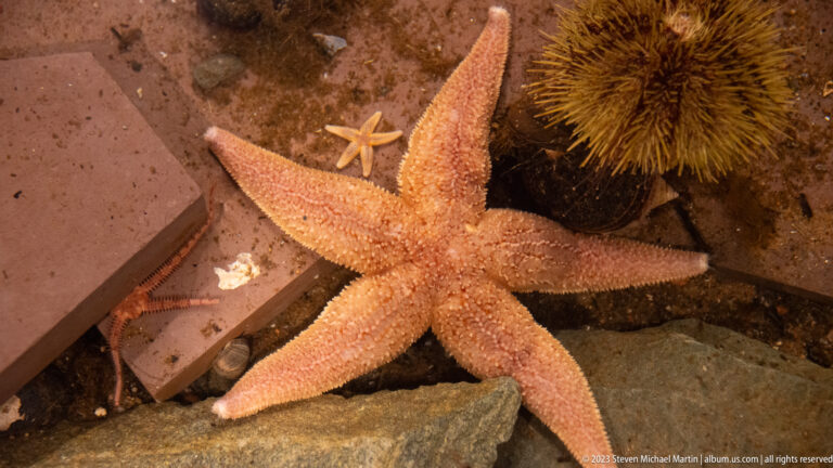 Large pink sea star beside a dark spiny sea urchin and a smaller sea star among rocks.