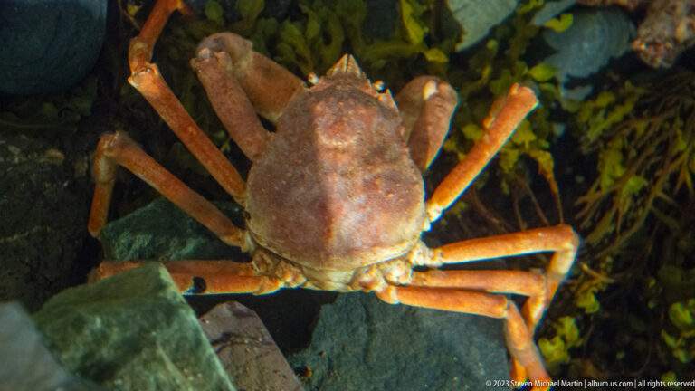 Large crab with long jointed legs in a dark aquarium setting with rocks and aquatic vegetation.