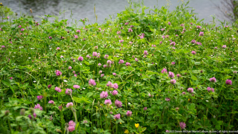 Dense green shoreline plants with many rounded pink flower heads and a few small yellow blossoms beside water.