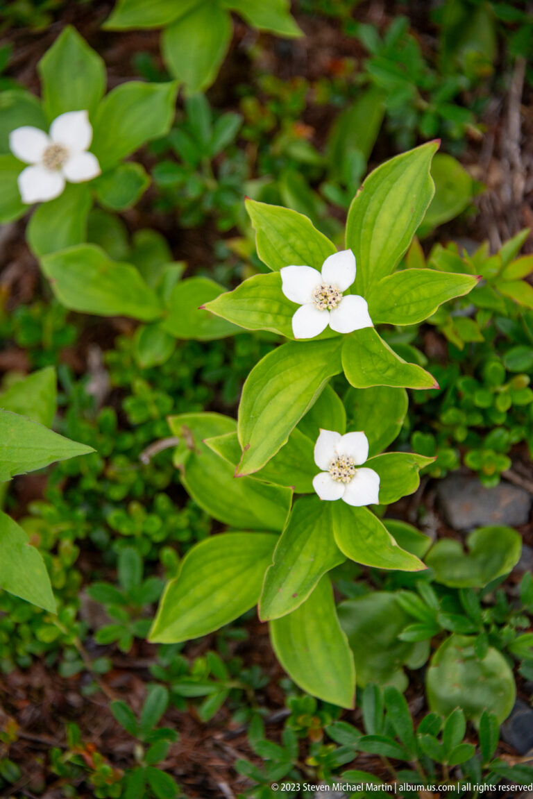 Bunchberry plants with four white bracts around tiny central flowers amid bright green forest-floor leaves.