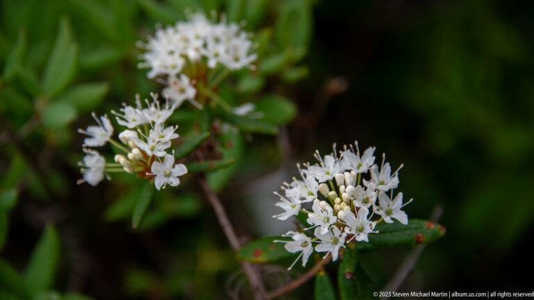 Clusters of tiny white flowers with projecting stamens on a low green shrub against a dark blurred forest background.