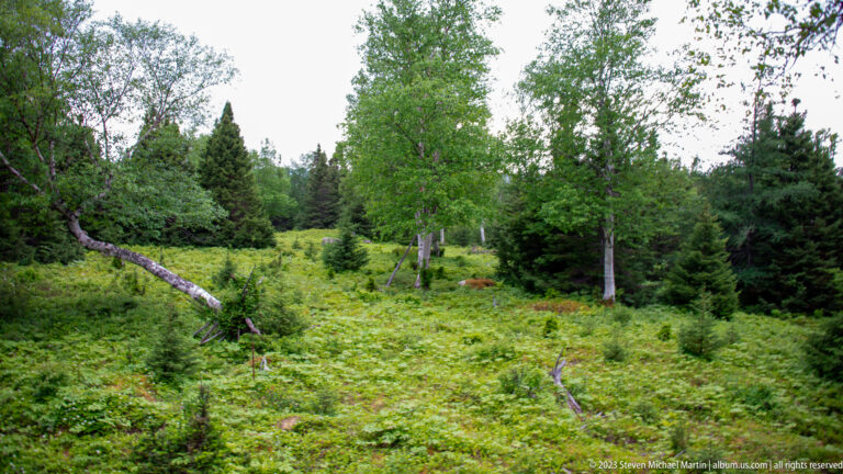 Low green forest clearing with shrubs, fallen trunks, deciduous trees, and dark conifers in Terra Nova National Park.