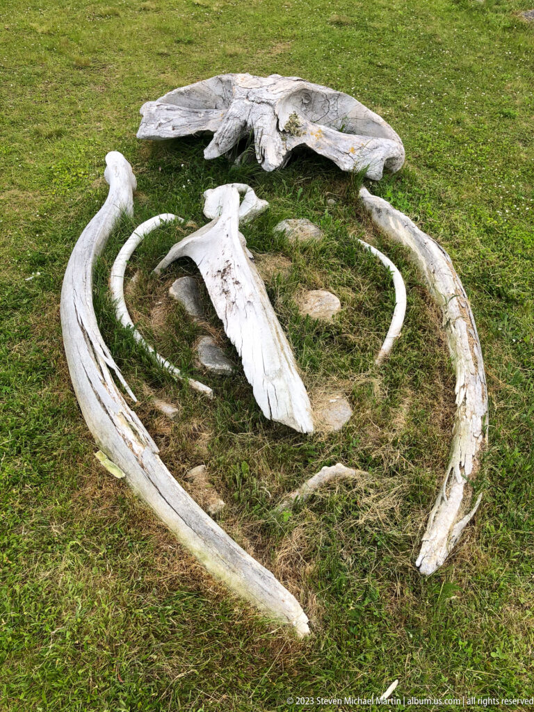 Large weathered whale bones, including curved jaw elements, ribs, vertebrae, and broad flat bones, arranged on grass.