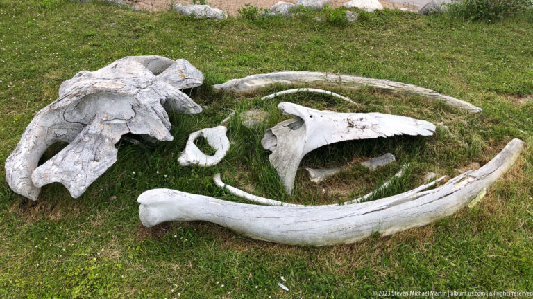 Oblique view of large weathered whale bones on grass, dominated by a curved jaw element and massive pale skeletal pieces.