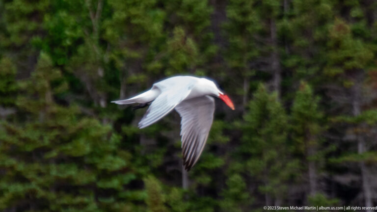 Common tern flying before dark forest with a small fish held in its red-orange bill.