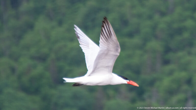 Common tern in side profile with raised pointed wings, forked tail, black cap, and red-orange bill.