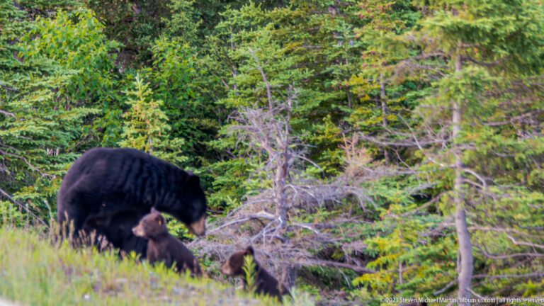 Adult black bear with two smaller cubs among grasses and conifers at the edge of a forest.
