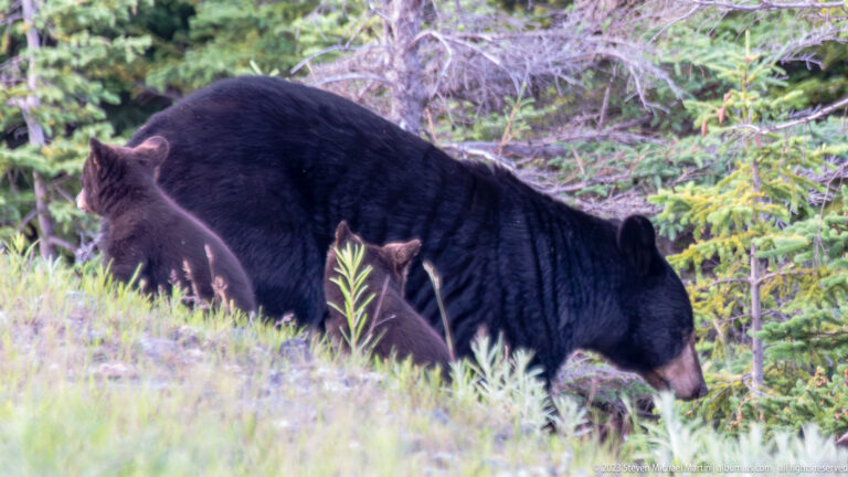 Large black bear walking through low vegetation with a smaller brownish cub close beside it.