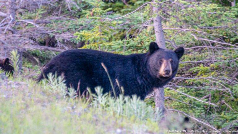 American black bear standing broadside in tall grass at a conifer forest edge and looking toward the camera.