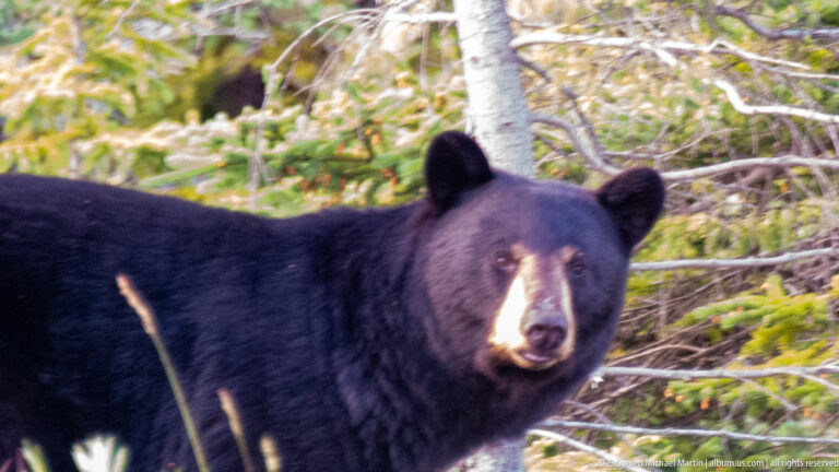 Close view of a black bear’s head and shoulders, with rounded ears and brown muzzle against spruce branches.