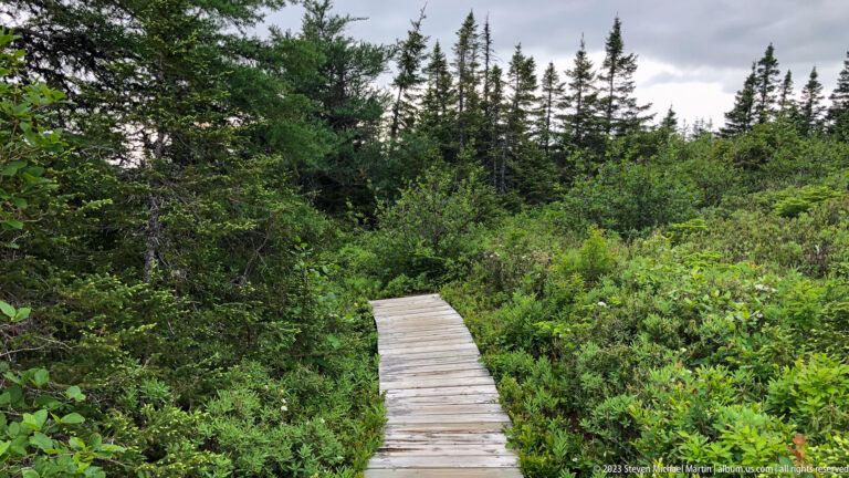 Narrow wooden boardwalk extending into dense spruce, shrubs, and low boreal vegetation.