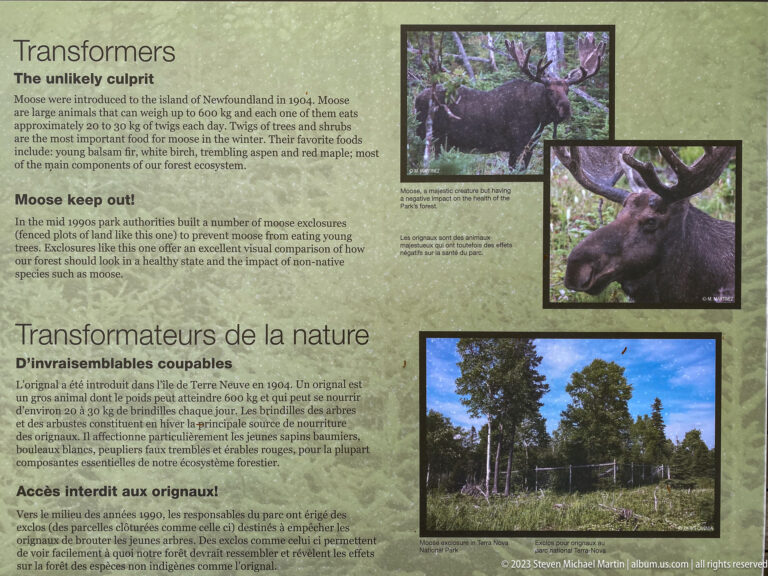 Bilingual moose ecology panel with bull-moose photographs and fenced forest exclosures used to study browsing effects.
