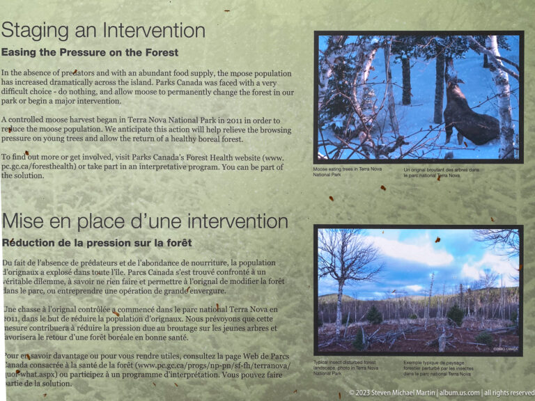 Bilingual forest-management panel with a moose in snow and a regenerating forest opening illustrating intervention against browsing pressure.
