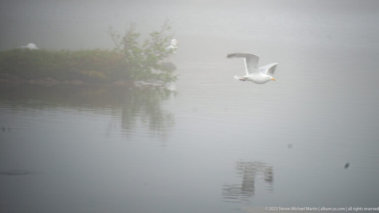 White gull flying low over calm foggy water, with a vegetated bank and another bird faintly visible behind.