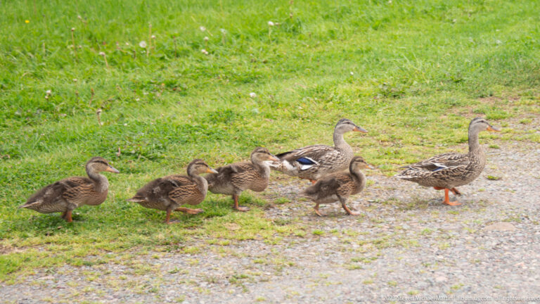 Two adult female-type mallards with several smaller juveniles walking together across grass and gravel.